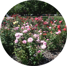 A row of rose bushes in WSU Prosser's rose garden