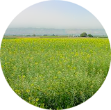 Canola field