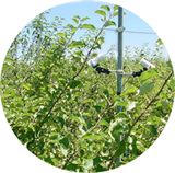 Tree fruit canopy